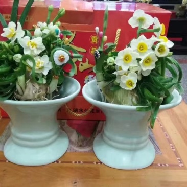 礼盒水仙花