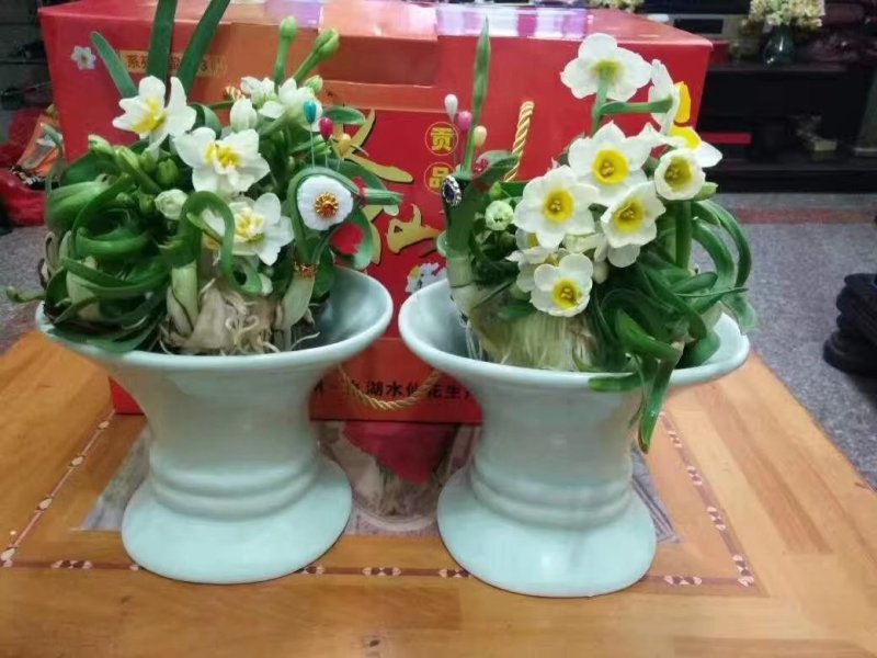 礼盒水仙花