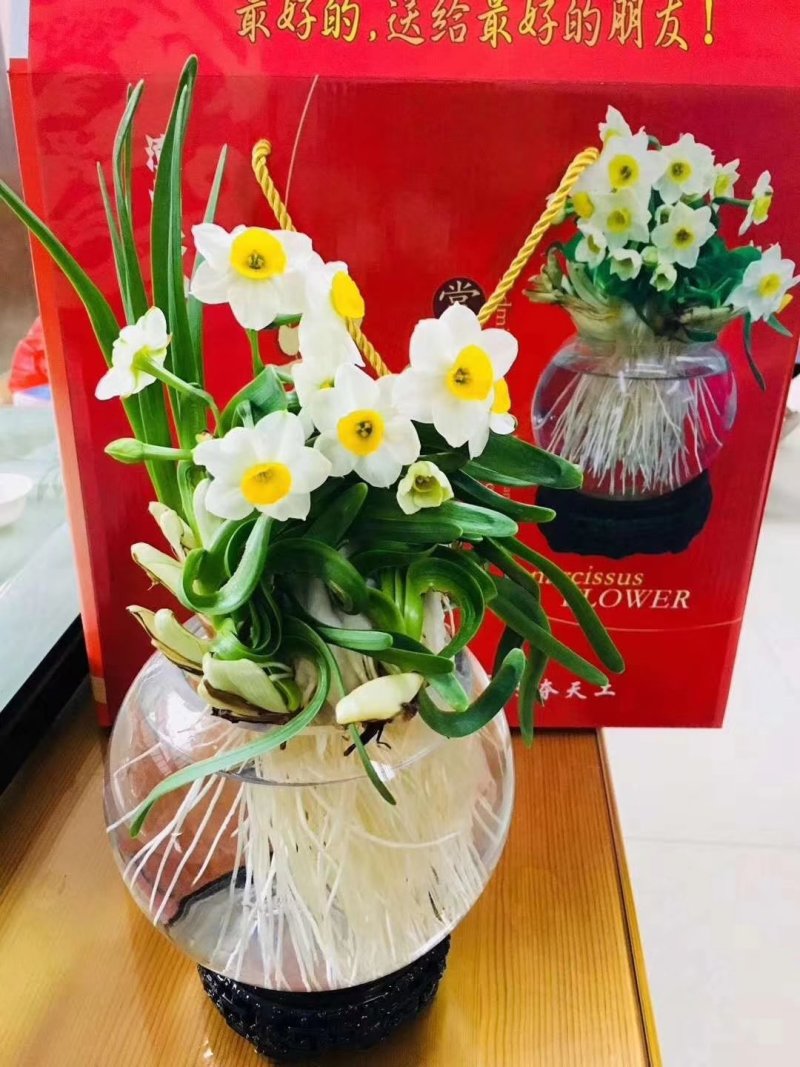 礼盒水仙花