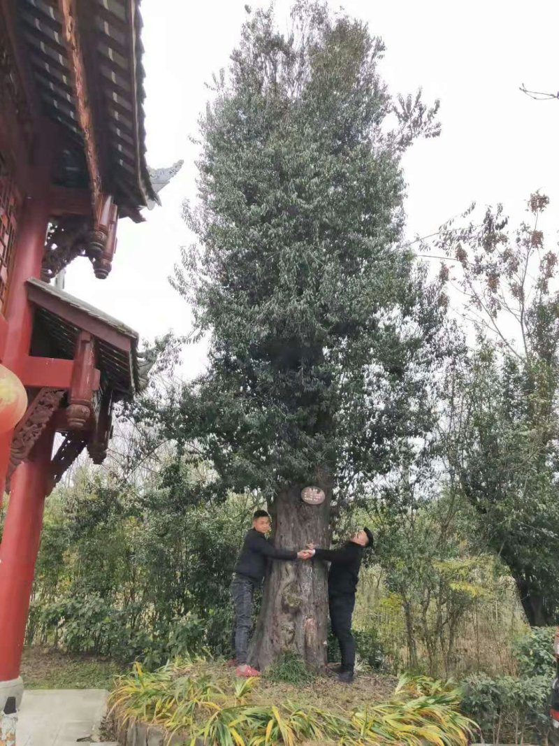 金弹子