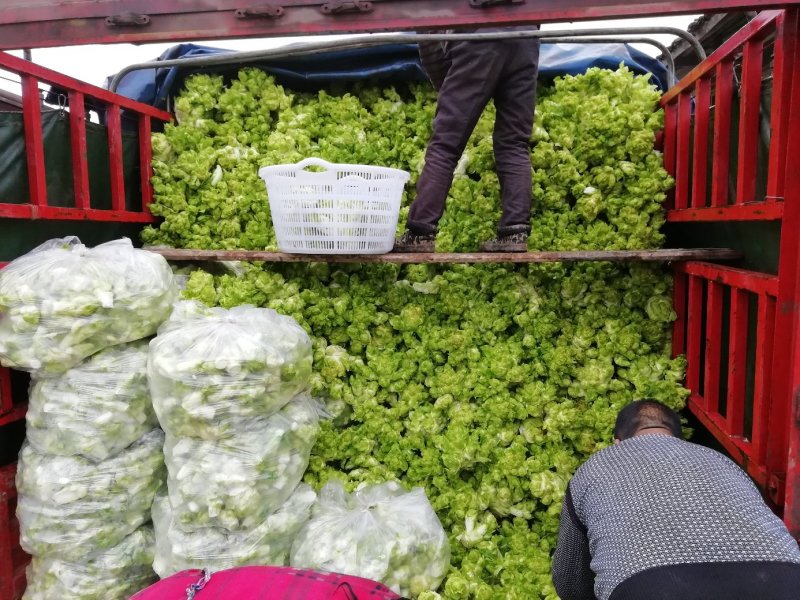 500多亩儿菜，预计12月中旬大量上市，量大从优