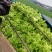 500多亩儿菜，预计12月中旬大量上市，量大从优