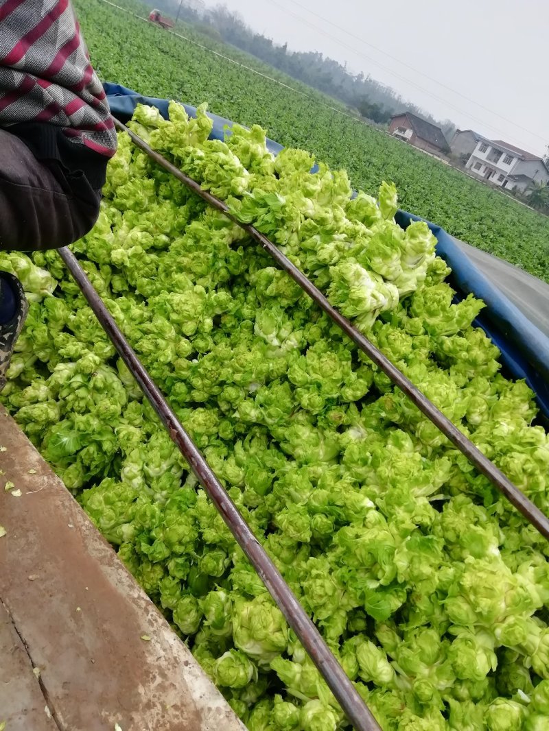 500多亩儿菜，预计12月中旬大量上市，量大从优