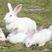 比利时新西兰种兔39元一只2只起，送药送兔粮