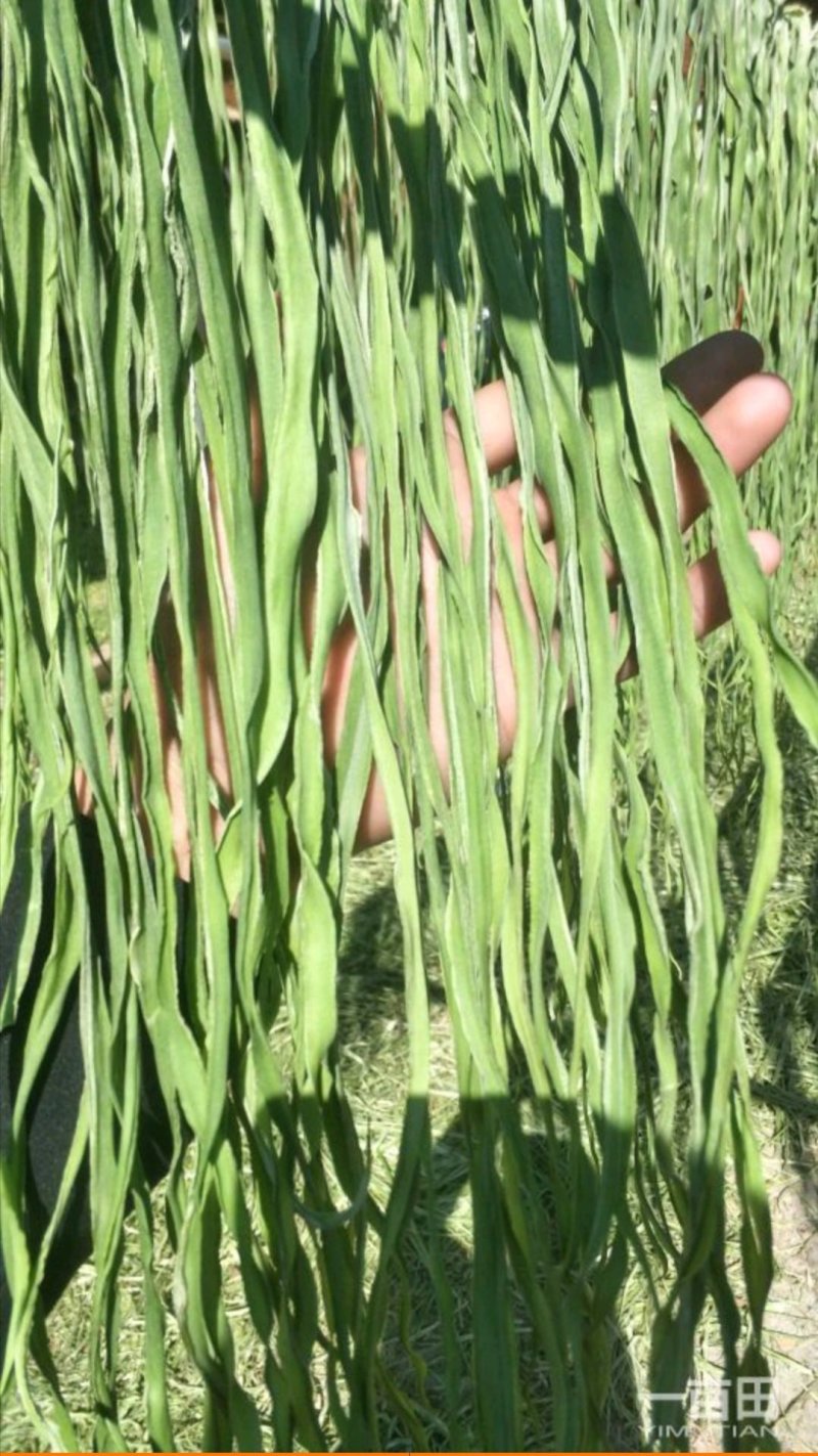 云南精品贡菜精品贡菜无色素无添加，无外皮纯手工制作