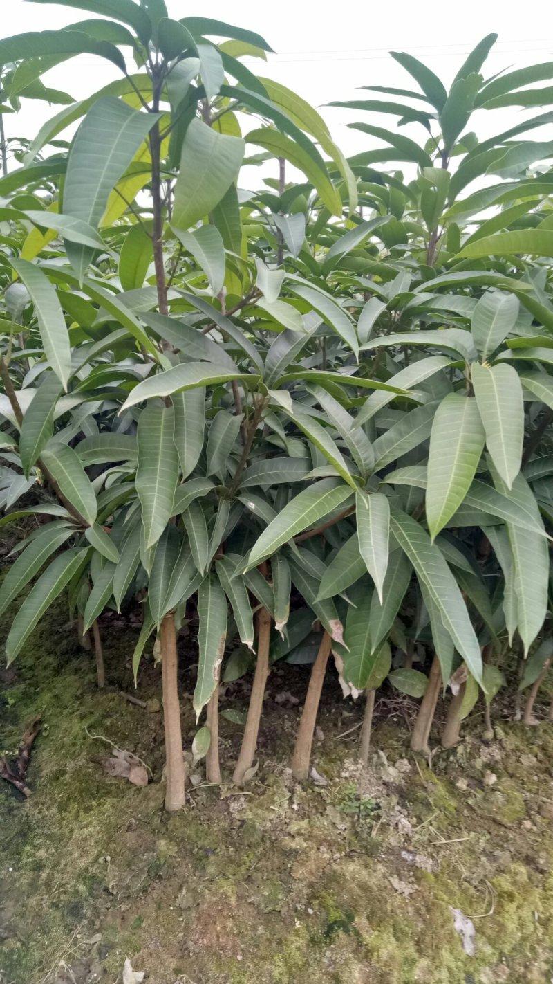 嫁接金煌，桂七，四季芒，红贵妃，基地直发，一手货源