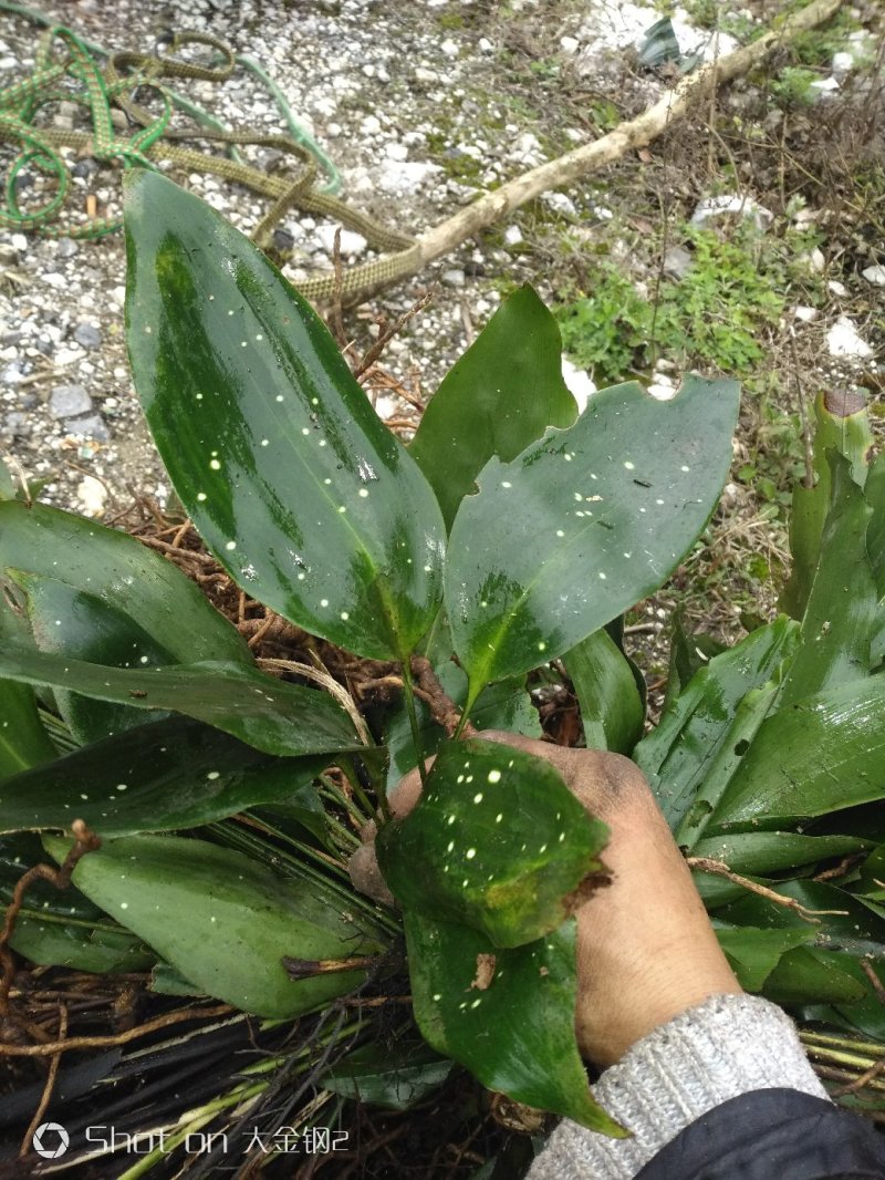 蜘蛛抱蛋（九龙盘）