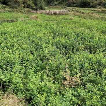刺梨苗贵农五号