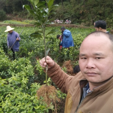 沃柑苗，种植当年结果