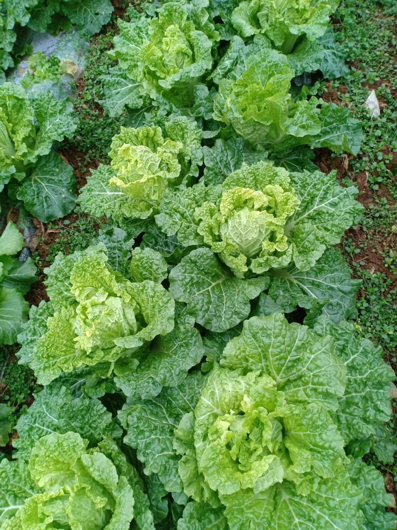 麻叶菜