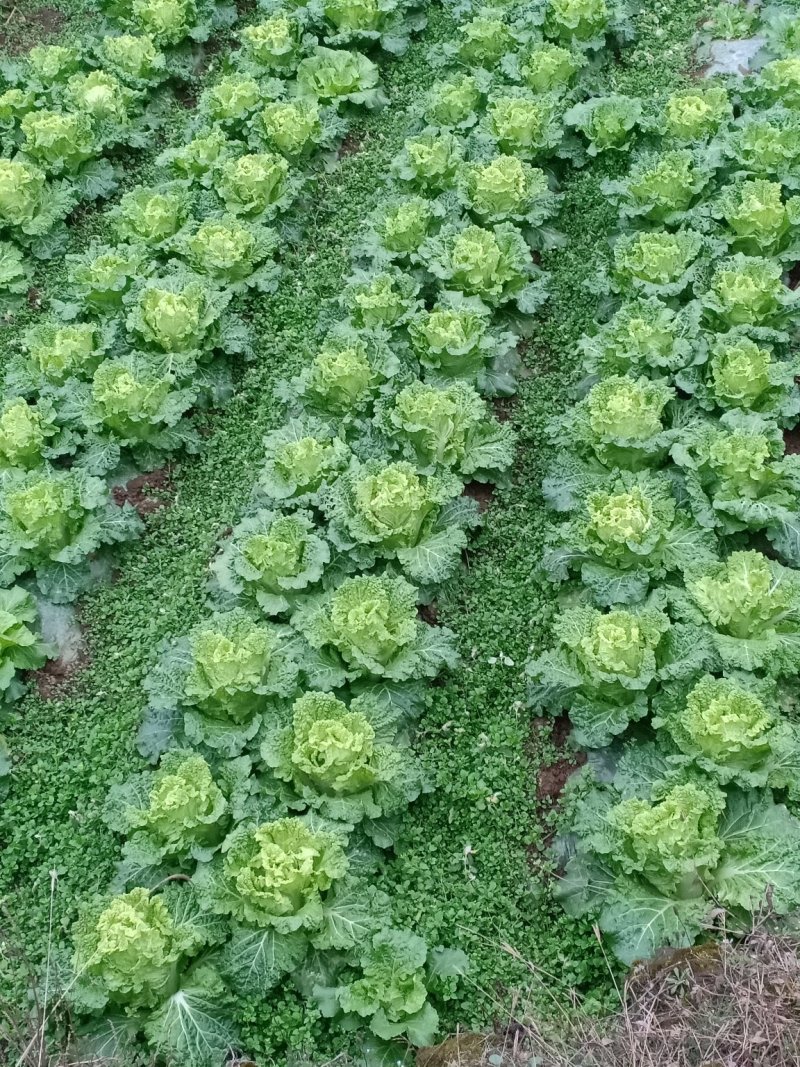 麻叶菜