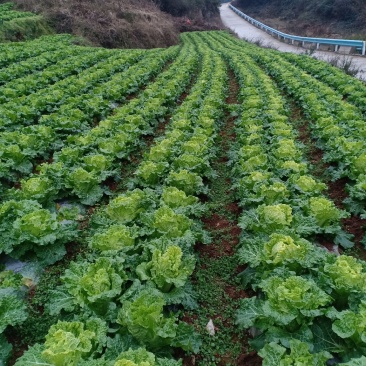 麻叶菜