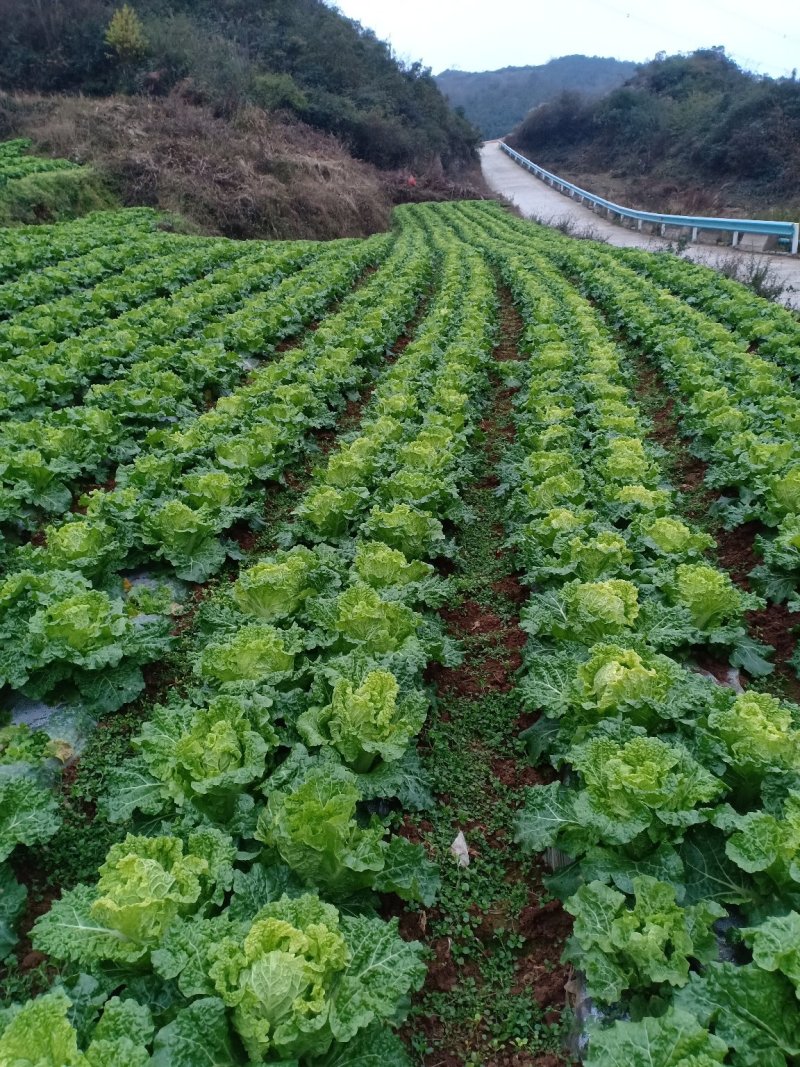麻叶菜