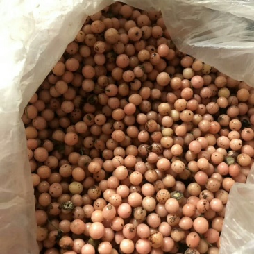 优质金果榄成熟度好出苗率高