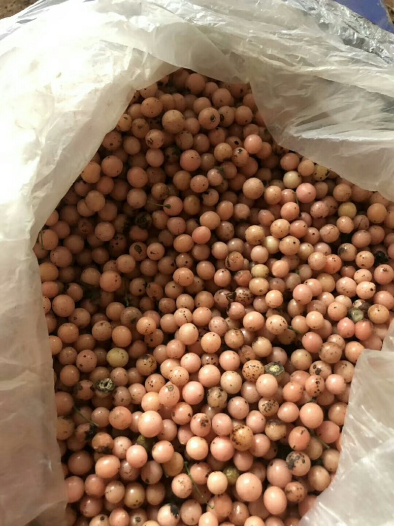 优质金果榄成熟度好出苗率高