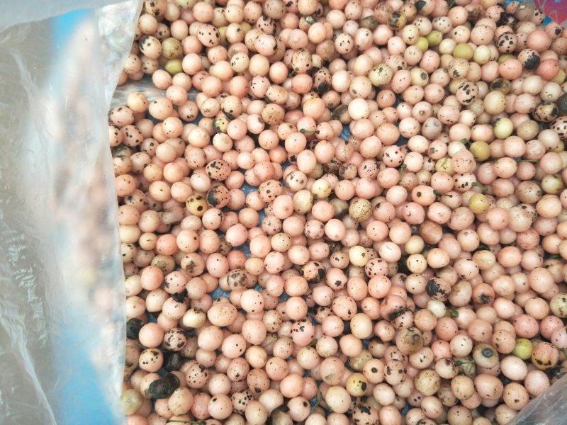 优质金果榄成熟度好出苗率高