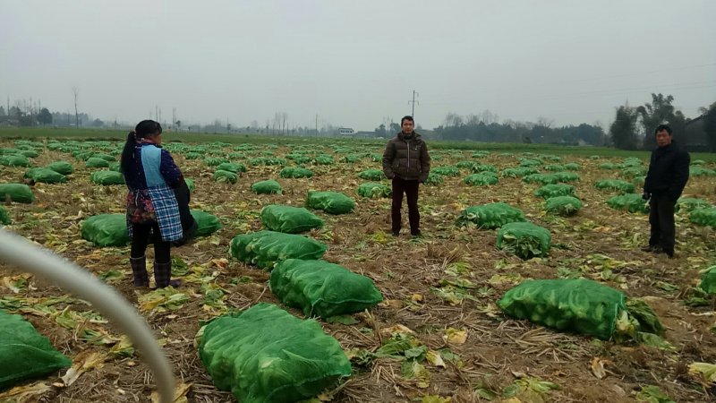 青菜3到5斤