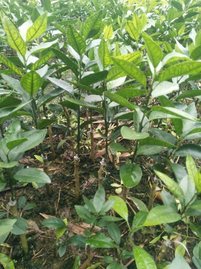 无核沃柑苗