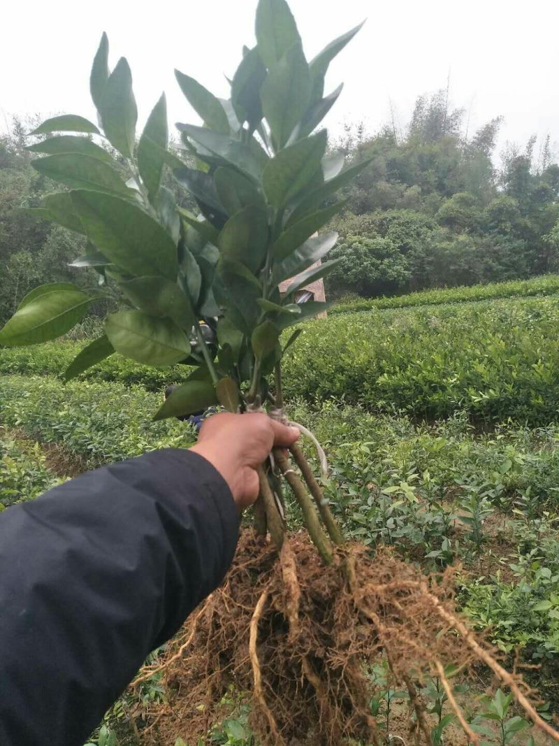 无核沃柑苗