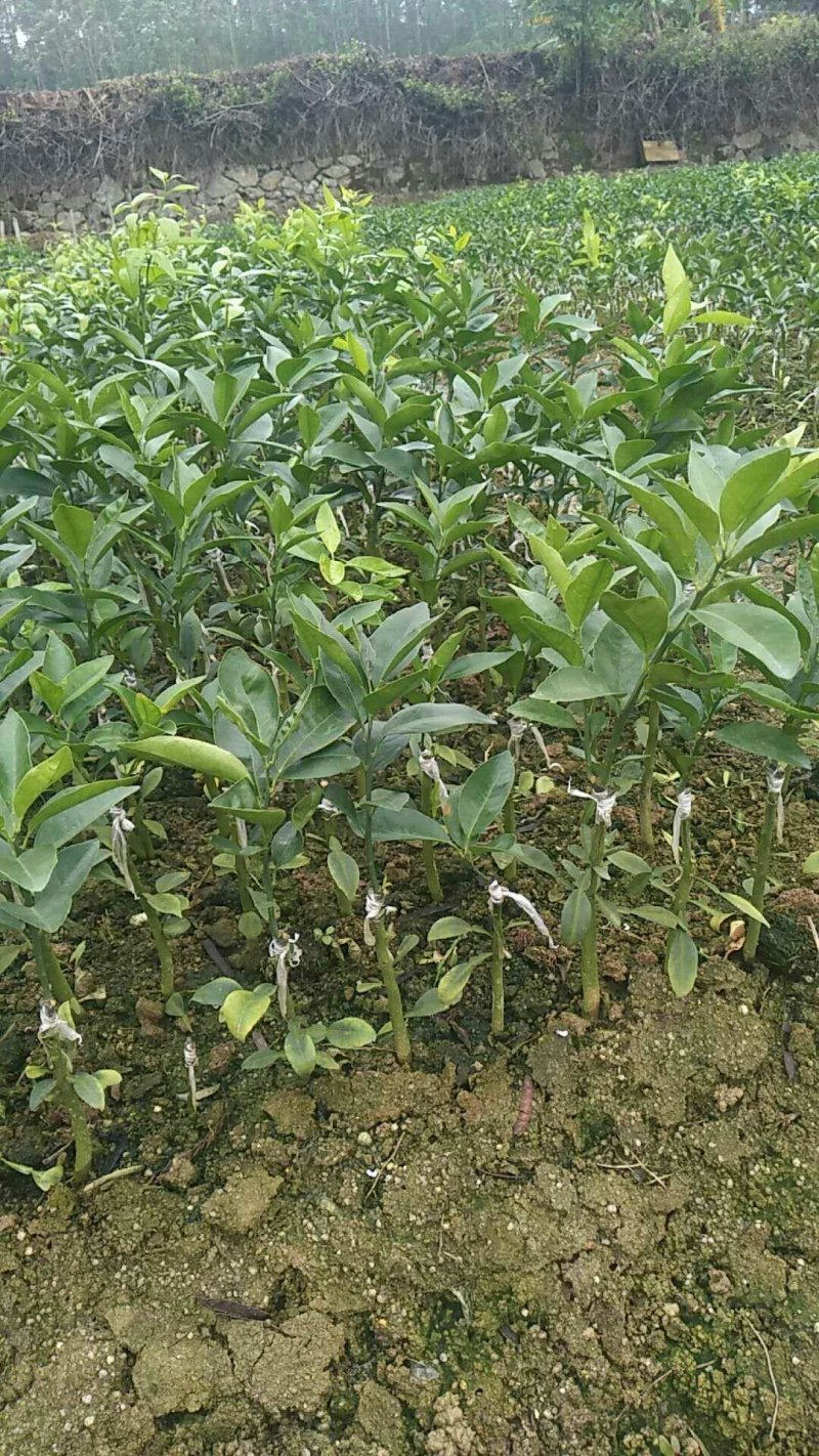 无核沃柑苗
