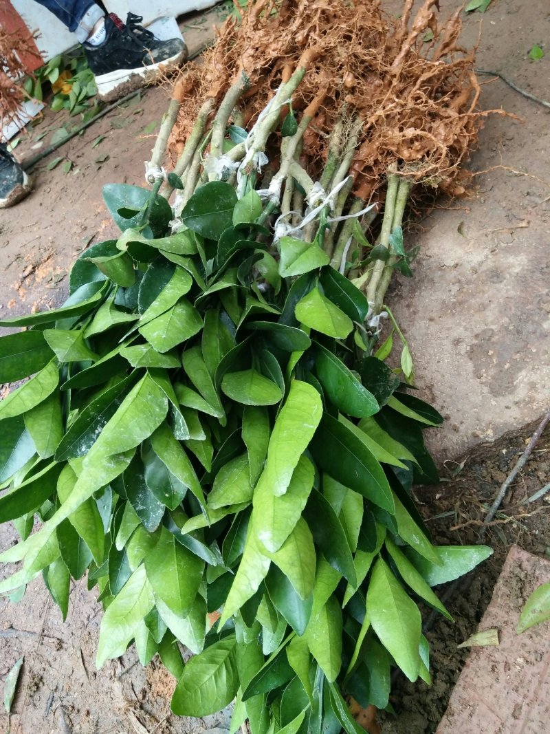 无核沃柑苗