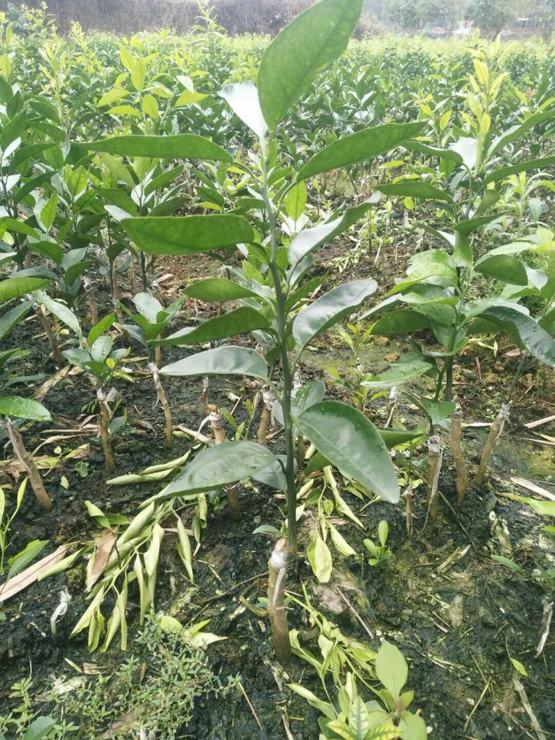 无核沃柑苗