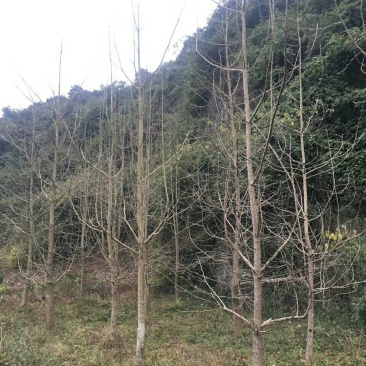 银杏树1--100公分出售