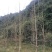 银杏树1--100公分出售
