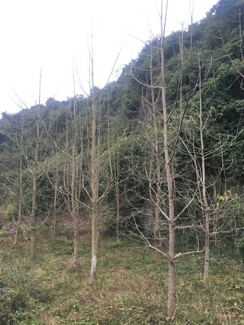 银杏树1--100公分出售