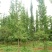 银杏树1--100公分出售