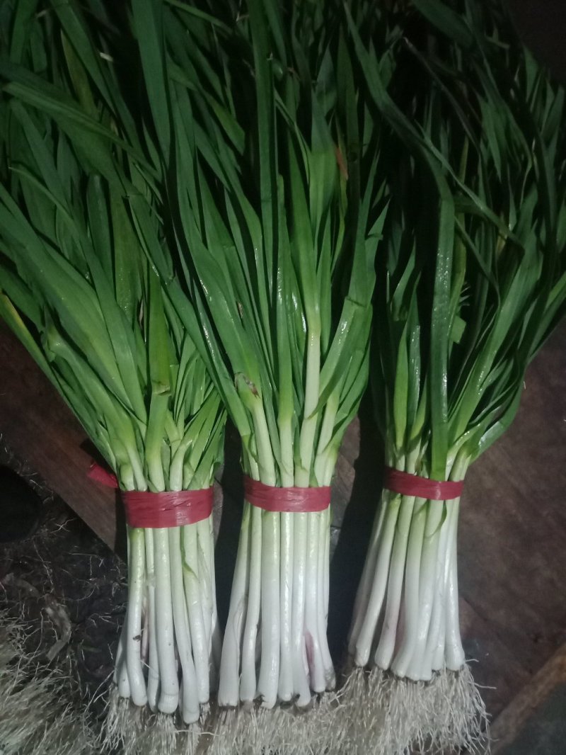 山东水洗蒜苗，干蒜苗质量好，大捆小捆规格全，实力代办全国发
