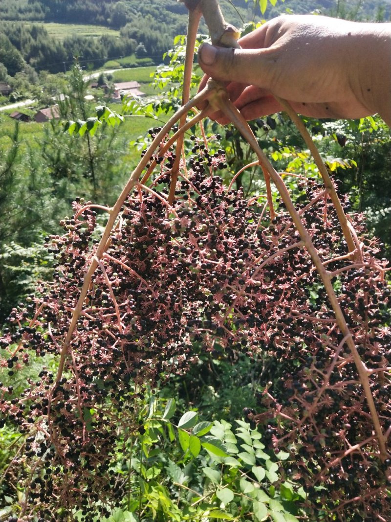 出售刺嫩芽种子，乌龙头苗及刺龙芽苗刺嫩芽种苗