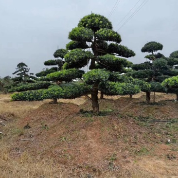 湖南造型罗汉松，蛇形造型罗汉松，异形造型罗汉松