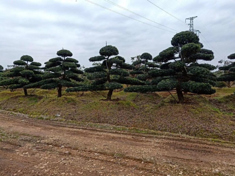 湖南造型罗汉松，蛇形造型罗汉松，异形造型罗汉松