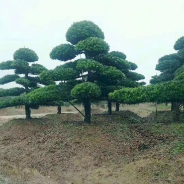 湖南浏阳精品造型罗汉松，弯杆造型罗汉松，带飘造型罗汉松