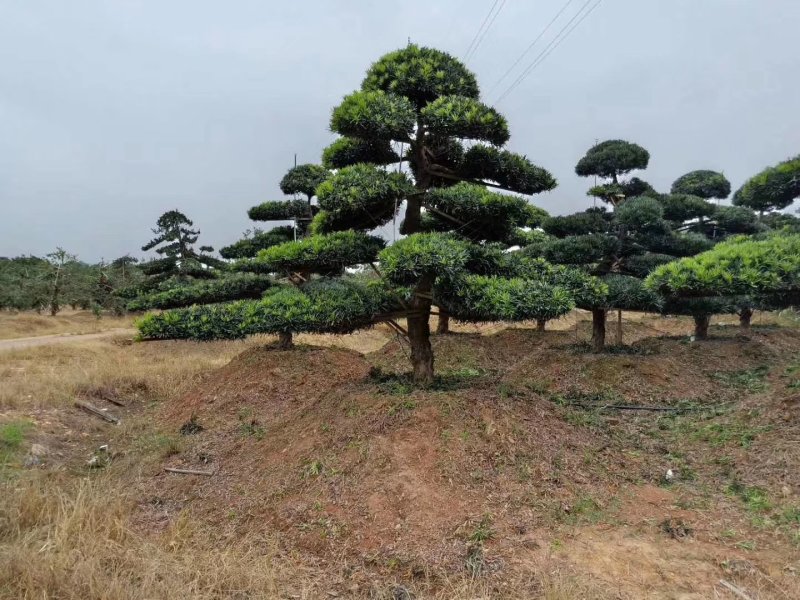 湖南浏阳精品造型罗汉松，弯杆造型罗汉松，带飘造型罗汉松
