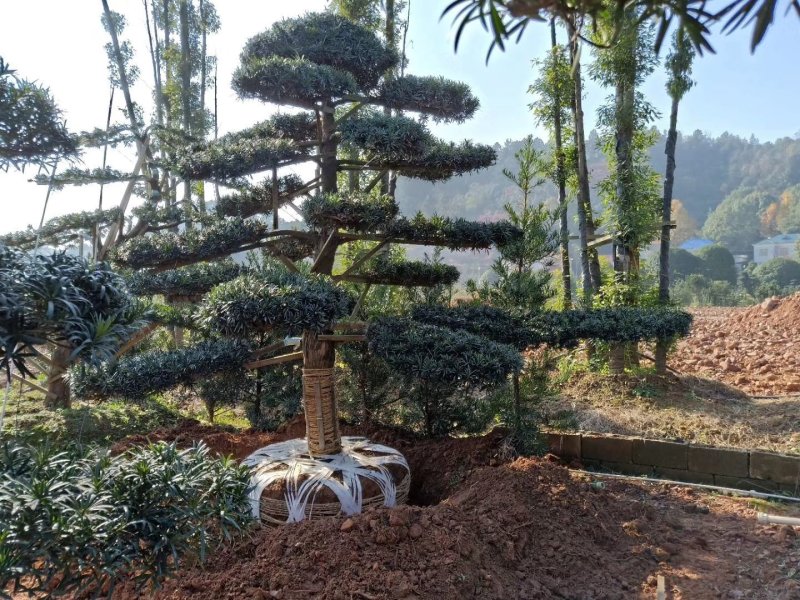 湖南浏阳精品造型罗汉松，弯杆造型罗汉松，带飘造型罗汉松