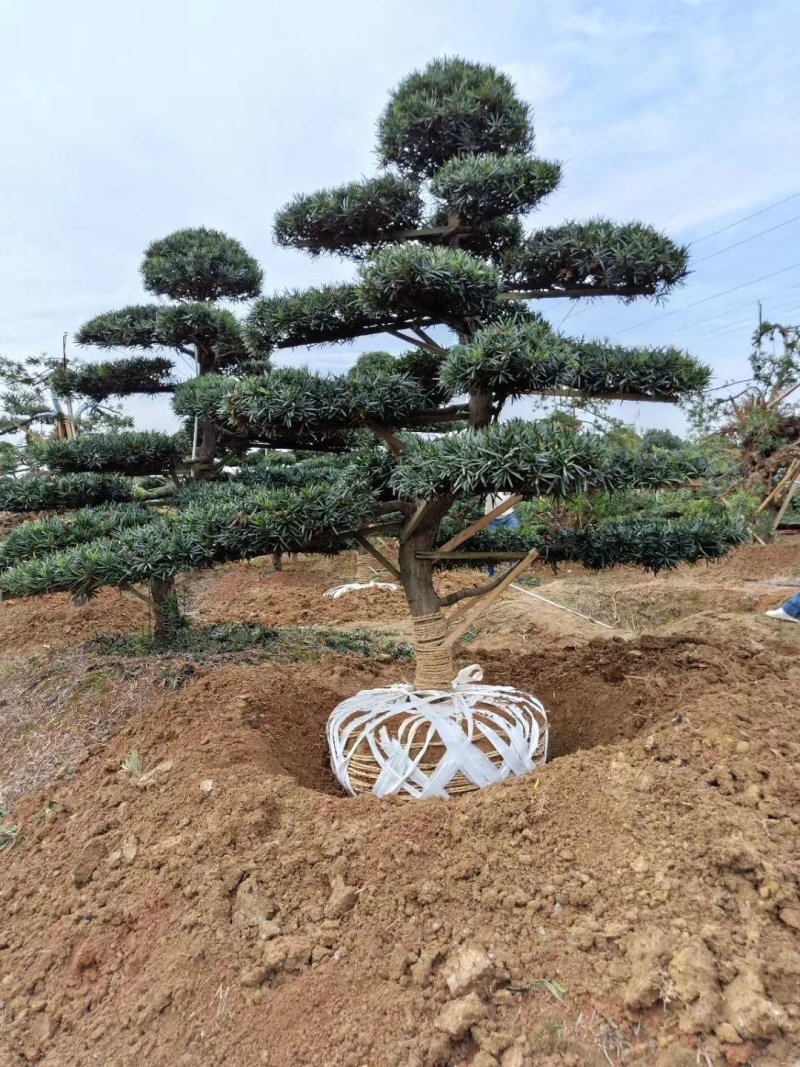 湖南浏阳精品造型罗汉松，弯杆造型罗汉松，带飘造型罗汉松