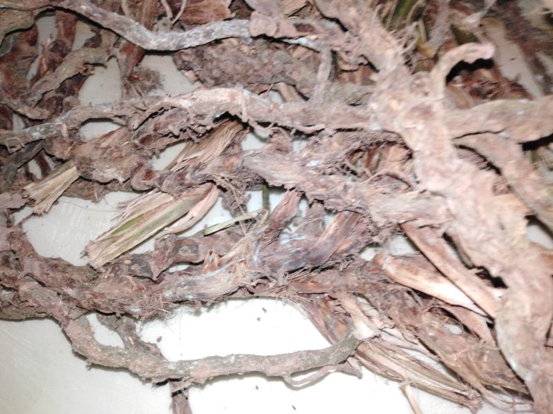 选自优质土地自产自销无杂质石菖蒲正品保障品质**