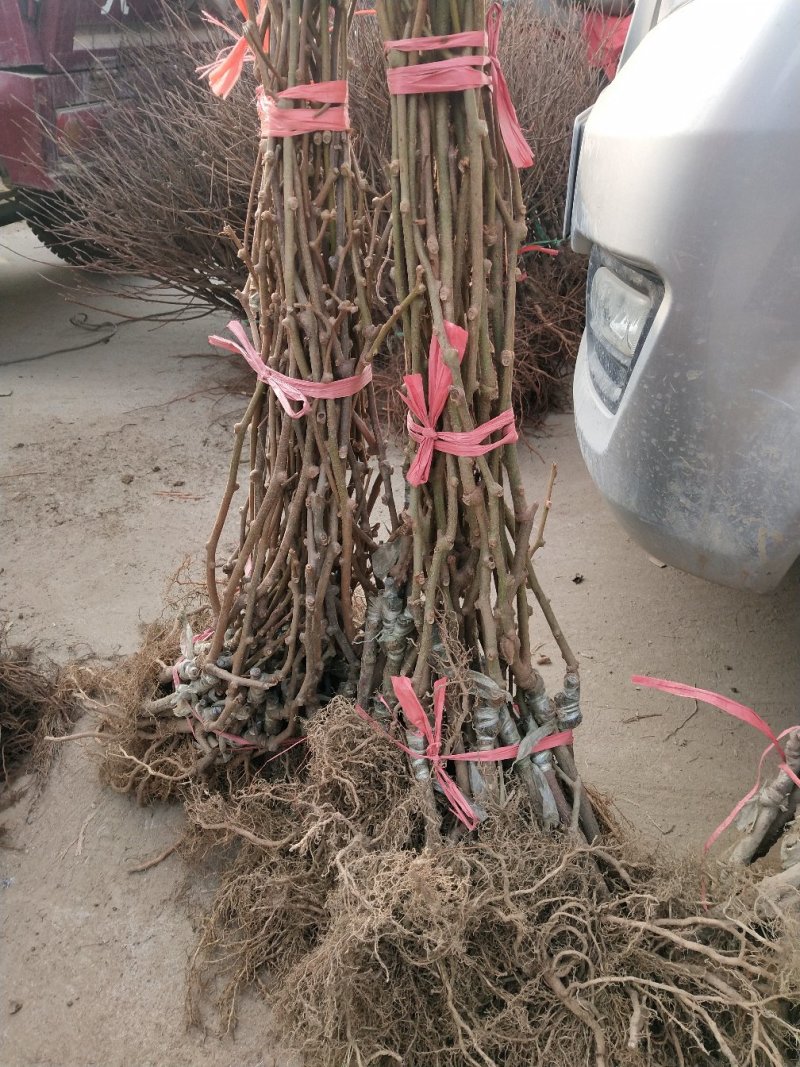 猕猴桃苗，赤艳猕猴桃，嫁接苗，品种保证，基地直销