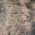 猕猴桃苗,赤艳猕猴桃,嫁接苗,品种保证,基地直销