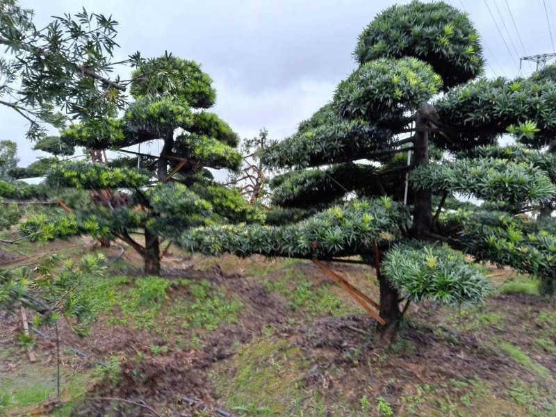 湖南造型罗汉松，精品造型罗汉松，直杆造型罗汉松