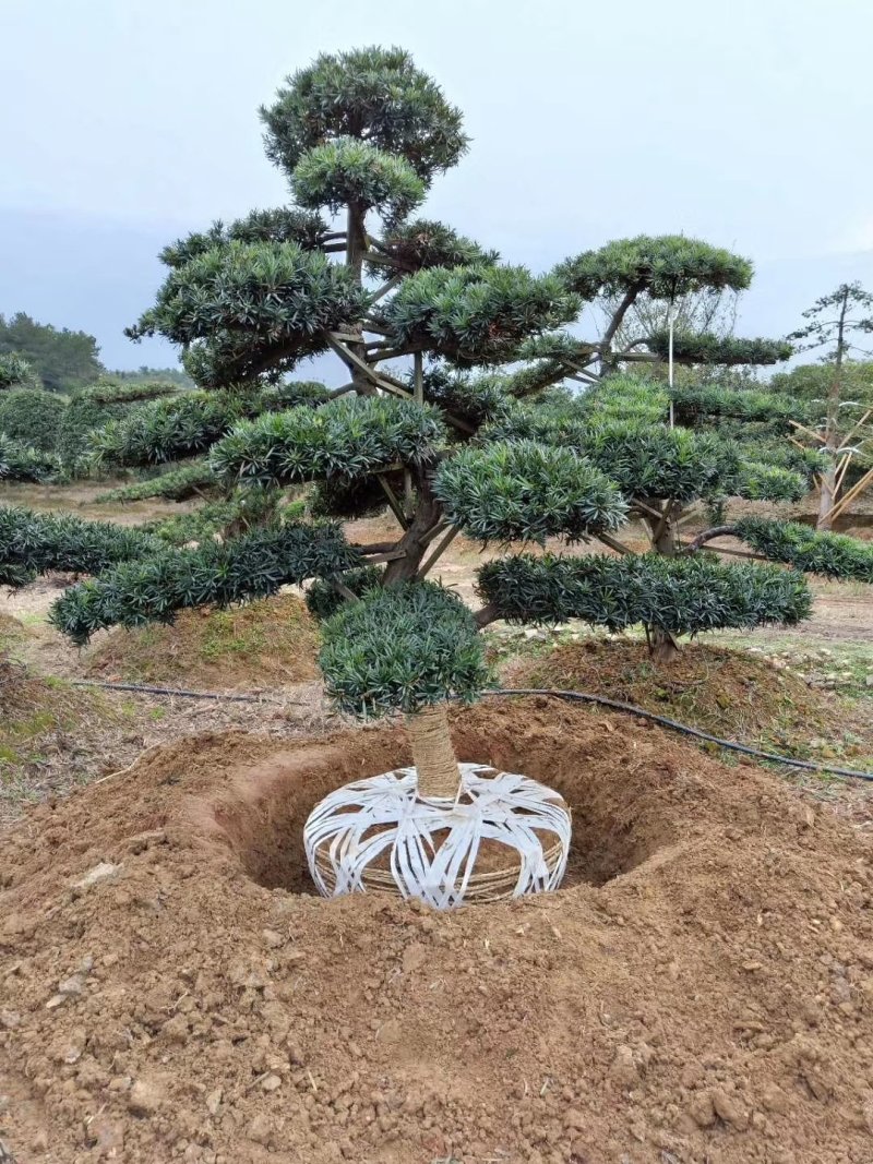 湖南造型罗汉松，精品造型罗汉松，直杆造型罗汉松