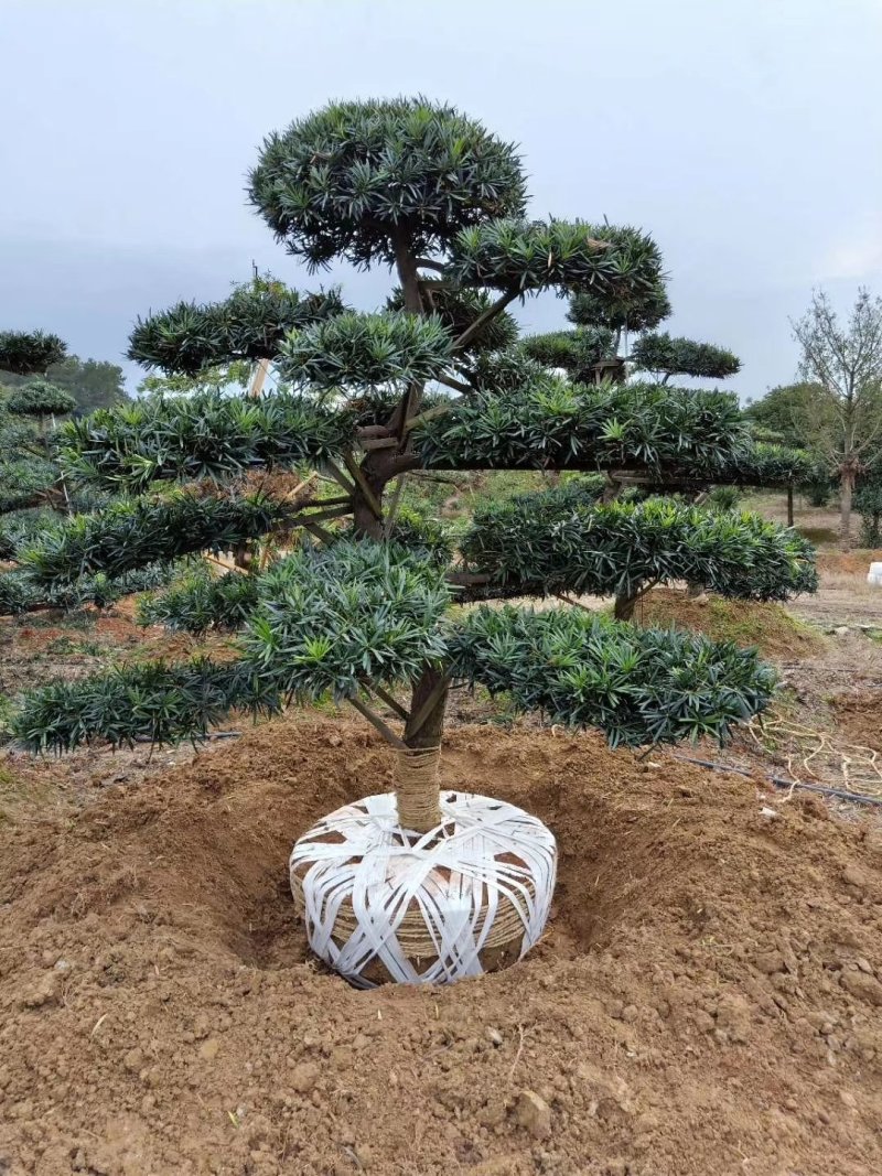 湖南造型罗汉松，精品造型罗汉松，直杆造型罗汉松