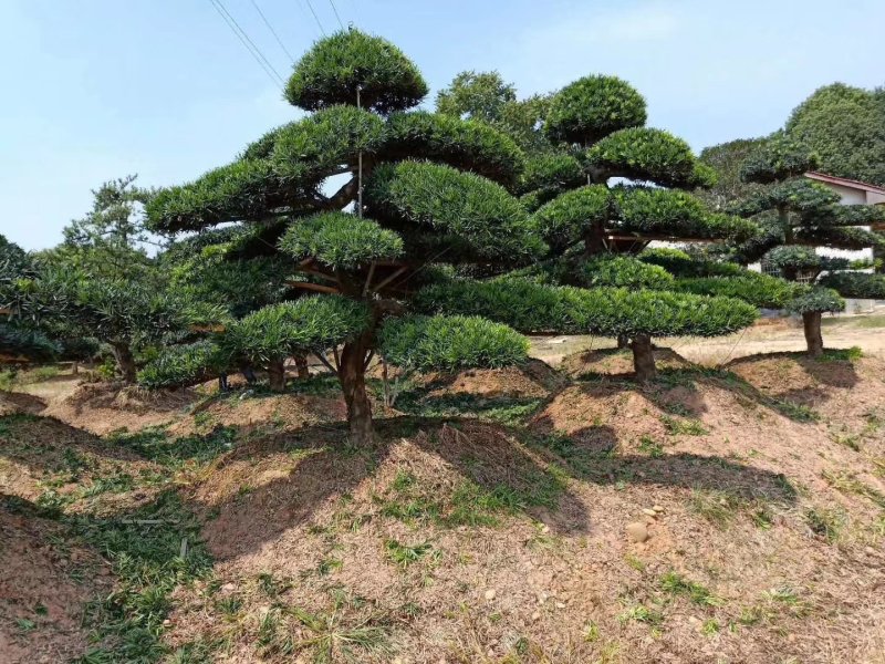 湖南造型罗汉松，精品造型罗汉松，直杆造型罗汉松