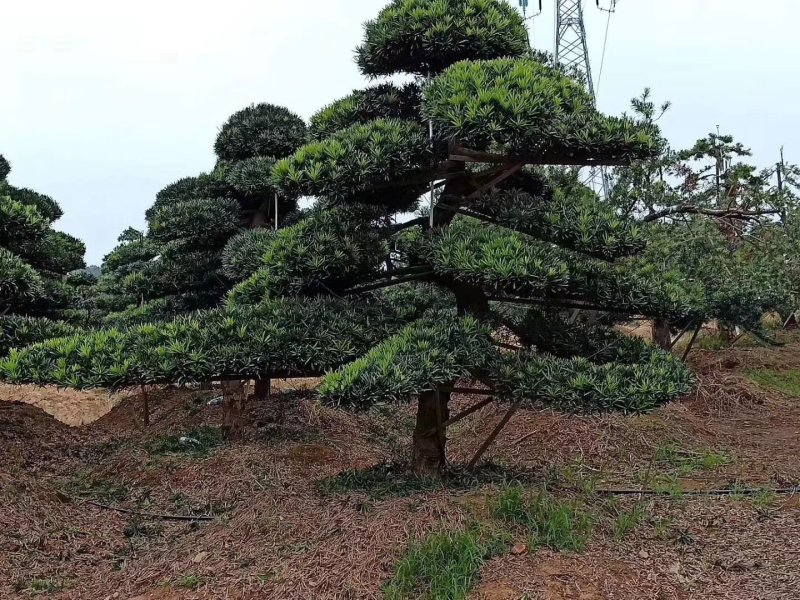 湖南造型罗汉松，精品造型罗汉松，直杆造型罗汉松