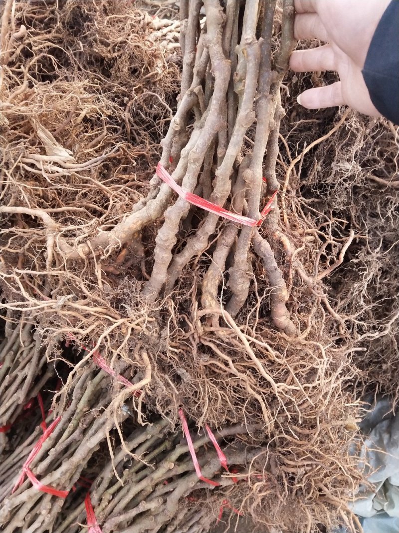 软枣猕猴桃苗红色九月，品种苗，当年挂果，基地直销