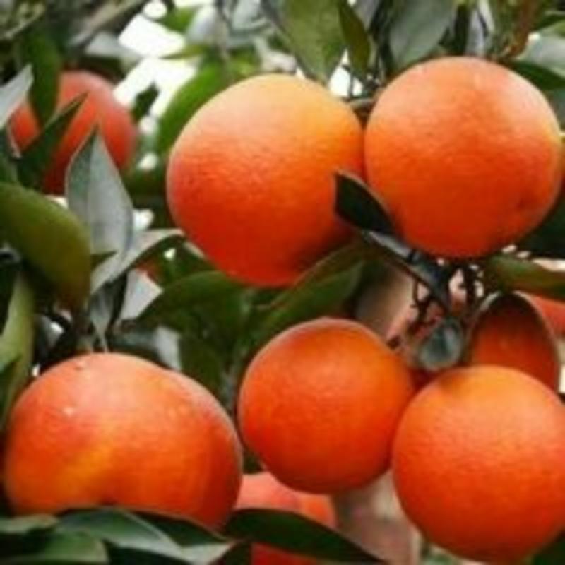 血橙苗一塔罗科血橙苗、自产直销、品种纯正