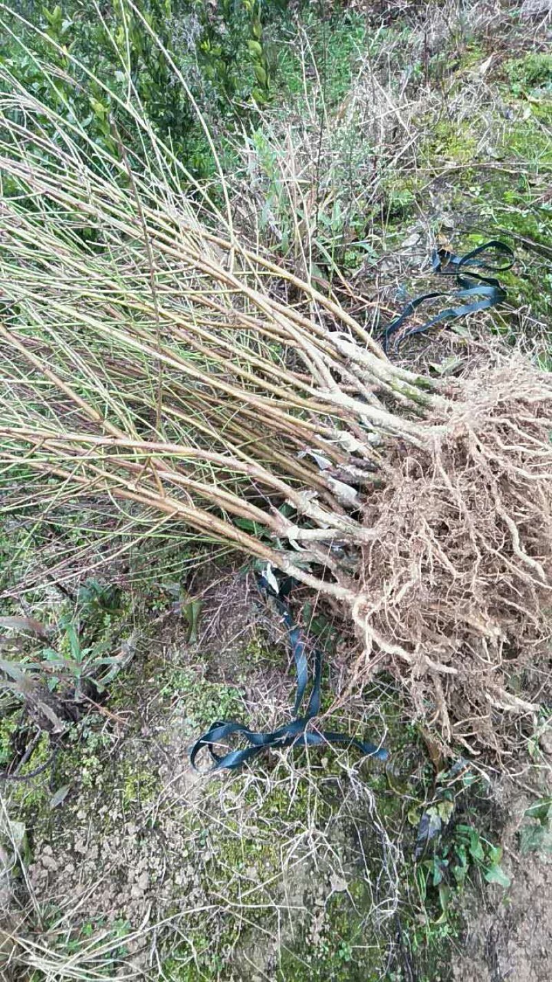 苗圃现挖冬桃苗假一赔十成活率高免费指导技术