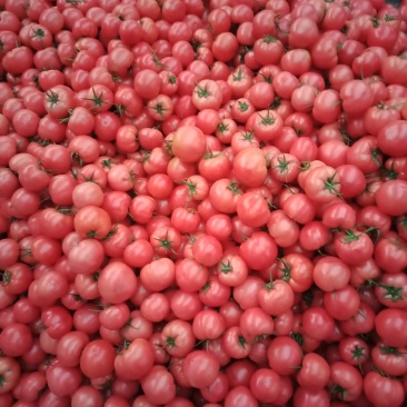 大棚菜